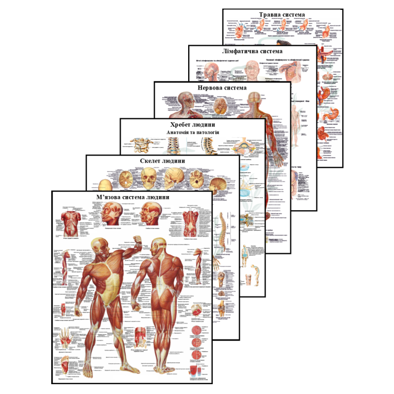 Комплект анатомічних плакатів для масажиста  50×64,5 см Анатомічні плакати для навчальних центрів Плакати медичні