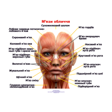 Анатомічний плакат М“язи обличчя 52х67 см Плакат для навчальних центрів Плакат із м“язами обличчя людини