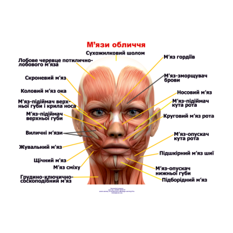 Анатомічний плакат М“язи обличчя 52х67 см Плакат для навчальних центрів Плакат із м“язами обличчя людини