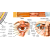 Плакат Анатомія та захворювання ока 50 x 64.5 см