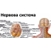 Анатомічний плакат  Нервова система людини 50х64.5см