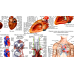 Плакат Анатомія серця 67*86 см Демонстраційний плакат Плакат з анатомією серця Анатомічний плакат