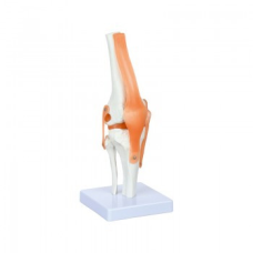 Анатомічна модель Колінний суглоб Physa PHY-KJ-1 8х9х27,5 см Анатомічна модель у натуральну величину