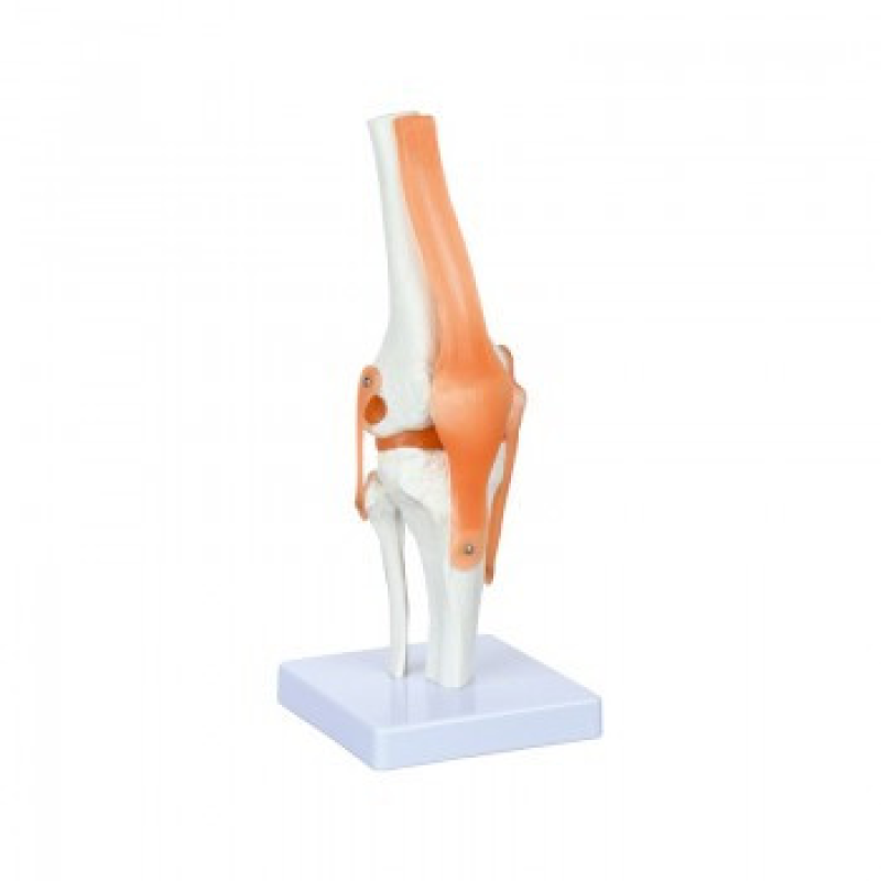Анатомічна модель Колінний суглоб Physa PHY-KJ-1 8х9х27,5 см Анатомічна модель у натуральну величину